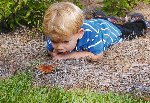Boy watching butterfly